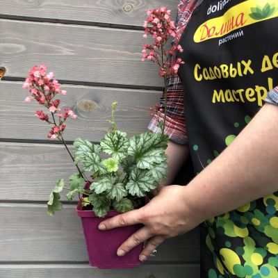 Гейхера Париж Гейхера Париж фото