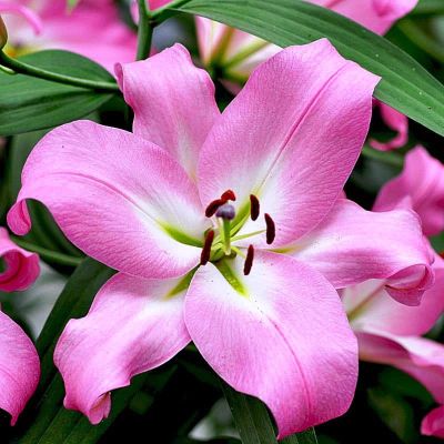 Лилия Каналетто (в горшке) Лилия Каналетто (в горшке) фото