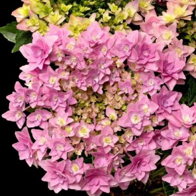 Гортензия крупнолистная Флориа, С2 - Dolina-Sad.Ru