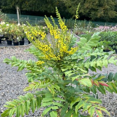 Магония Винтер Сан - Dolina-Sad.Ru