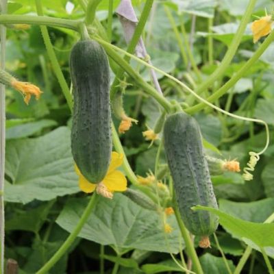 Огурец Персей фото