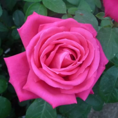 Роза Топалович Роза Топалович - Dolina-Sad.Ru