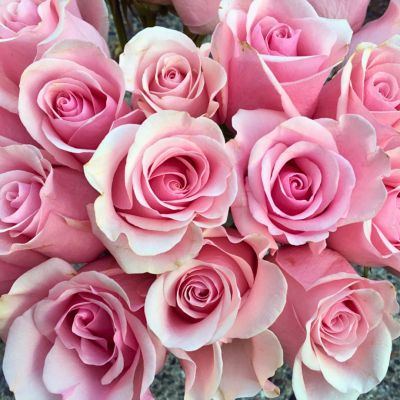 Роза Титаник Роза Титаник - Dolina-Sad.Ru