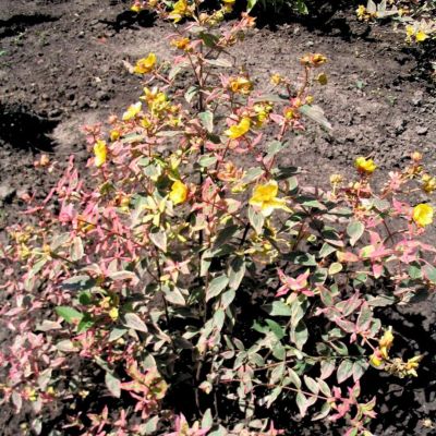 Зверобой мозера Триколор Зверобой мозера Триколор - Dolina-Sad.Ru