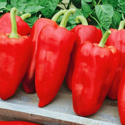 Перец сладкий Здоровяк (А) Перец сладкий Здоровяк (А) фото