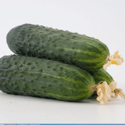 Огурец Корнет F1 (А) Огурец Корнет F1 (А) фото
