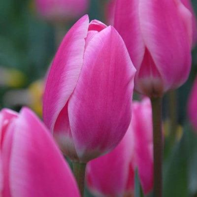 Тюльпан Эрли Сюрпрайз Тюльпан Эрли Сюрпрайз фото