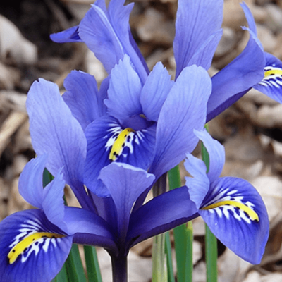 Ирис Кантаб фото