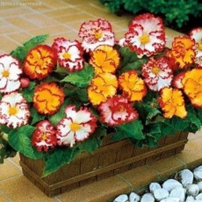 Бегония Крипса микс Бегония Крипса микс фото