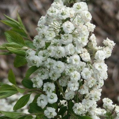 Спирея сливолистная фото