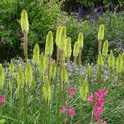 Книфофия Грин Жаде - Dolina-Sad.Ru