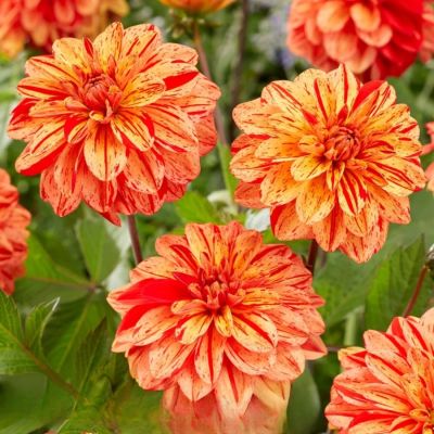 Георгина Пазолини - Dolina-Sad.Ru