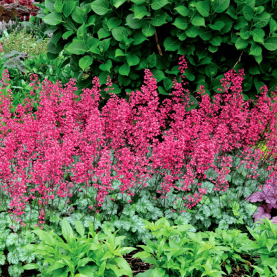 Гейхера Париж Гейхера Париж фото