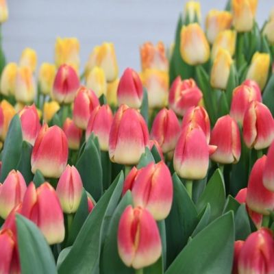 Тюльпан Кэнди Корнер Тюльпан Кэнди Корнер - Dolina-Sad.Ru