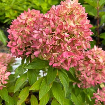 Гортензия метельчатая Би Грин, С2 Гортензия метельчатая Би Грин, С2 - Dolina-Sad.Ru