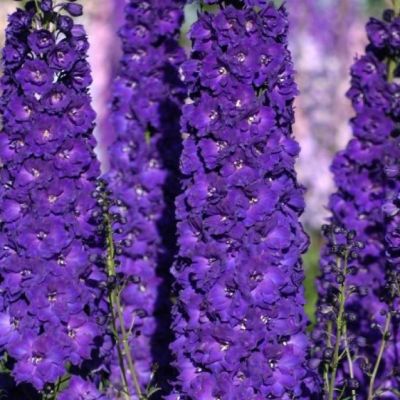 Дельфиниум Супермахровый Новозеландский ультрафиолет Дельфиниум Супермахровый Новозеландский ультрафиолет фото