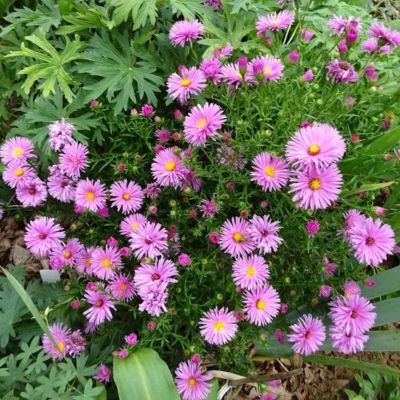 Астра кустарниковая Розенвихтель Астра кустарниковая Розенвихтель - Dolina-Sad.Ru