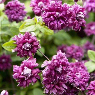 Клематис Пурпуреа Плена Элеганс фото