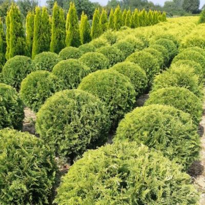 Туя Западная Голден Глобе, С2 - Dolina-Sad.Ru