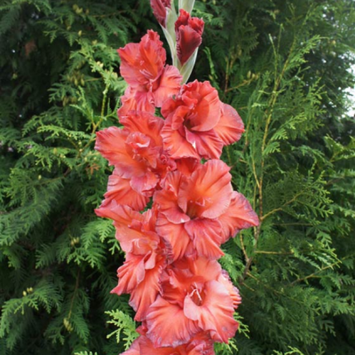 Гладиолус Пилигрим Гладиолус Пилигрим - Dolina-Sad.Ru