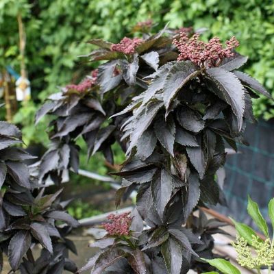 Бузина черная Блек Тауэр, С3 - Dolina-Sad.Ru