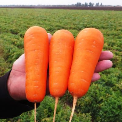 Морковь Боливар F1(Clause/Франция) Морковь Боливар F1(Clause/Франция) фото