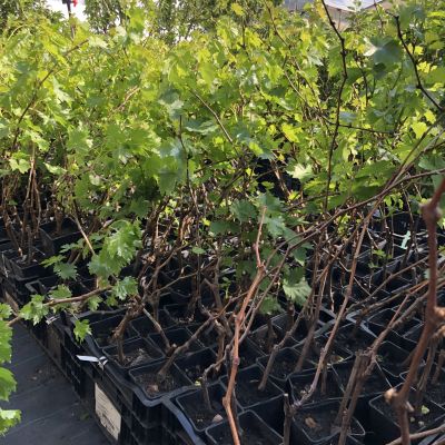 Виноград Злато Виноград Злато фото