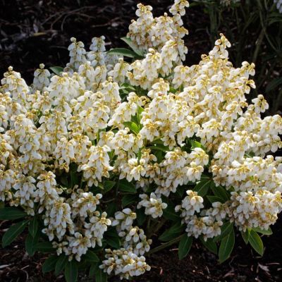 Пиерис японский Дебютант Пиерис японский Дебютант - Dolina-Sad.Ru