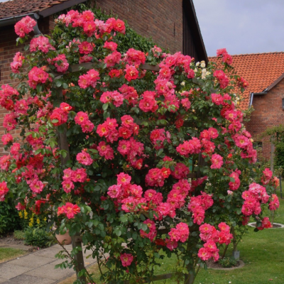 Роза Баяццо фото