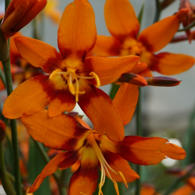 Крокосмия Эмили МакКензи Крокосмия Эмили МакКензи фото