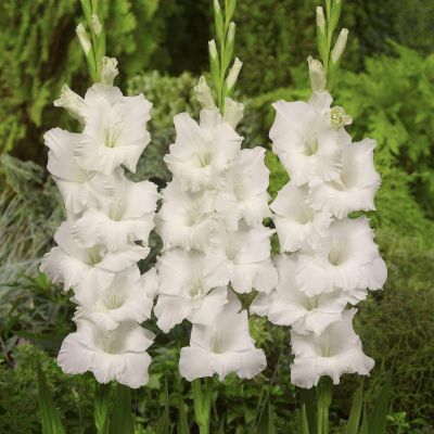 Гладиолус Бангладеш Гладиолус Бангладеш - Dolina-Sad.Ru