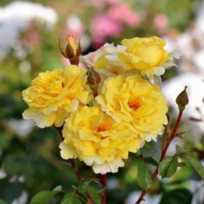 Роза Надя Зеруали Роза Надя Зеруали - Dolina-Sad.Ru