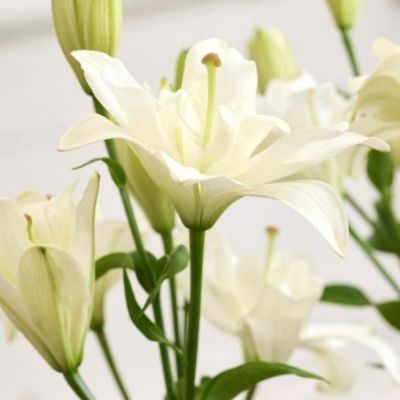 Лилия Бельведер Лилия Бельведер - Dolina-Sad.Ru