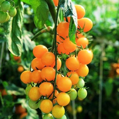 Томат Оранжевая Шапочка Томат Оранжевая Шапочка фото