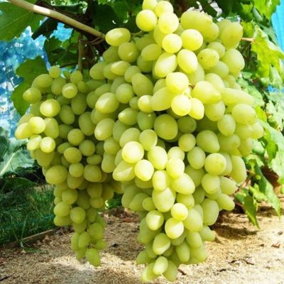 Виноград Долгожданный - Dolina-Sad.Ru