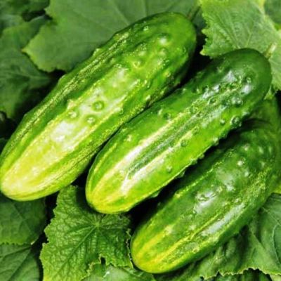 Огурец Гектор F1 (Голландия) Н19 Огурец Гектор F1 (Голландия) Н19 фото