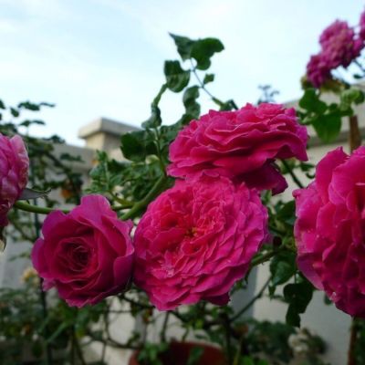 Роза Кейт - Dolina-Sad.Ru