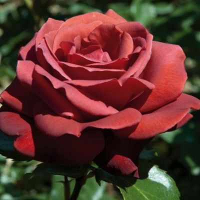 Роза Терракотта Роза Терракотта - Dolina-Sad.Ru