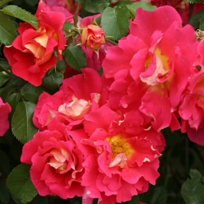 Роза Баяццо фото