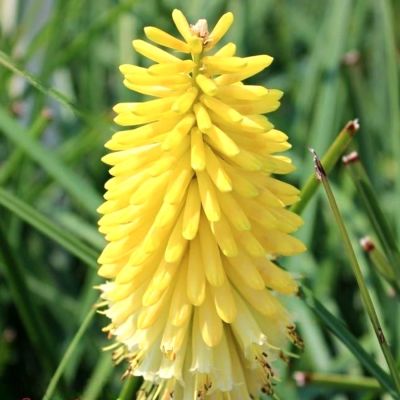 Книфофия Лаки Лемонс Книфофия Лаки Лемонс - Dolina-Sad.Ru