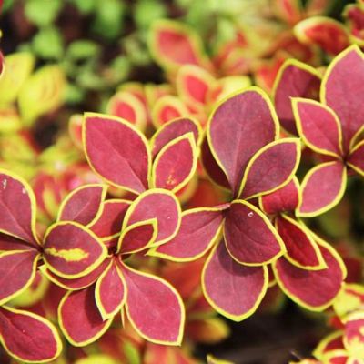 Барбарис Тунберга Голден Ринг Барбарис Тунберга Голден Ринг фото