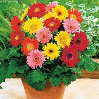Гербера Джемсона, смесь окрасок Гербера Джемсона, смесь окрасок фото