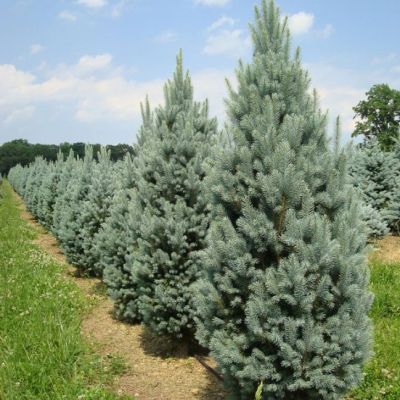 Ель колючая Изели Фастигиата Ель колючая Изели Фастигиата фото