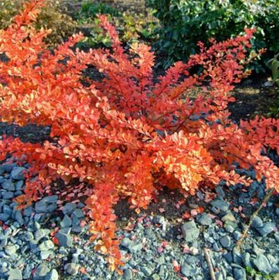 Барбарис тунберга Оранж Карпет Барбарис тунберга Оранж Карпет - Dolina-Sad.Ru