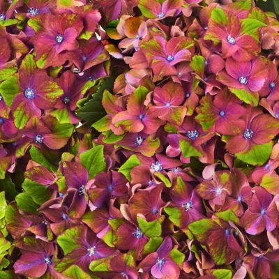 Гортензия крупнолистная Глосси Липс - Dolina-Sad.Ru