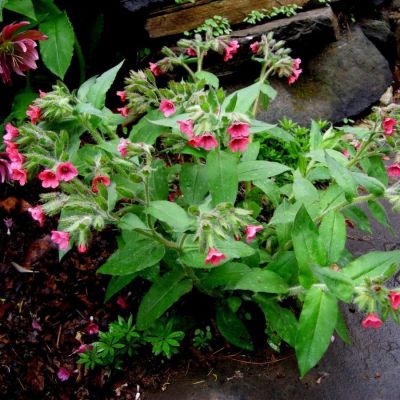 Медуница красная Бовлес Ред Медуница красная Бовлес Ред - Dolina-Sad.Ru