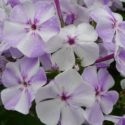 Флокс Лайт Блю фото