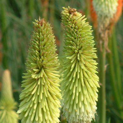 Книфофия Грин Жаде - Dolina-Sad.Ru