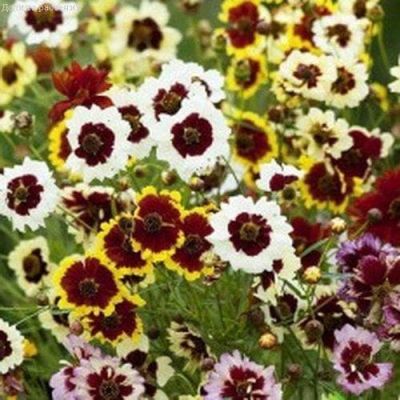 Кореопсис смесь фото