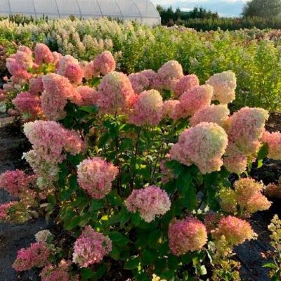 Гортензия метельчатая Краса Лесково, С3 Гортензия метельчатая Краса Лесково, С3 - Dolina-Sad.Ru